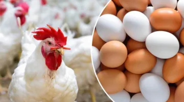 سعر الدجاج الأبيض اليوم السبت بعد الانخفاض الأخير