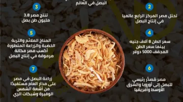 سعر الطن المجفف يصل إلى 5 آلاف دولار: 9 حقائق حول زراعة البصل في مصر | إنفوجراف