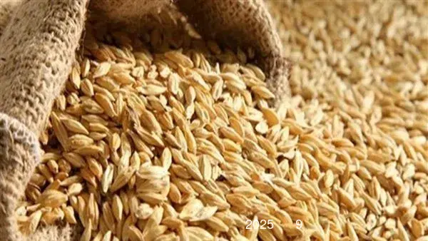 سعر طن الأرز الشعير اليوم الجمعة 9 مايو 2025 في السوق المصري