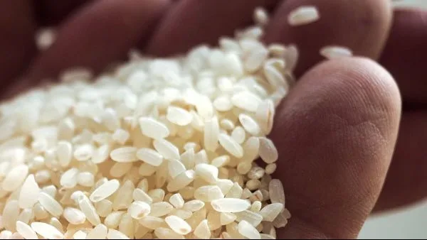 سعر طن الأرز الشعير اليوم الخميس 8 مايو 2025 بالأسواق