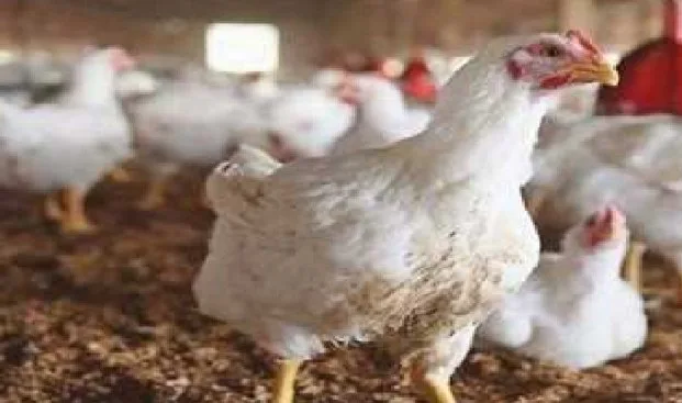 سعر كرتونة البيض اليوم الثلاثاء 6 مايو 2025.. الأحمر بـ 115 جنيهًا
