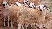 سعر كيلو لحم الخراف الحية اليوم قبيل عيد الأضحى 2025 سعر كيلو لحم الخراف الحية اليوم قبيل عيد الأضحى 2025