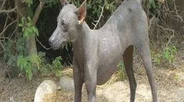 “سلعوة” تهاجم 6 أطفال في الفيوم وتثير الخوف بين السكان مع جهود للعثور عليها
