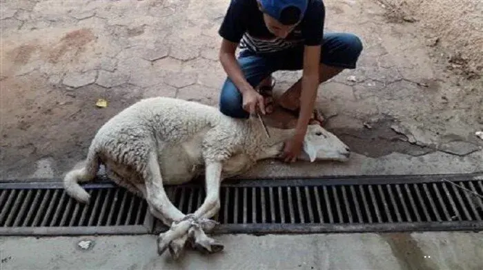 سنن الأضحية.. مايستحب فعله عند الذبح