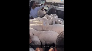 شاهد بالفيديو: تراجع ملحوظ في أسعار الأضاحي الطليان الحريات في أسواق الأغنام – اكتشف الأسباب!