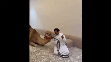 شاهد بالفيديو: جمل يدخل مجلس زملائه ويثير ردود فعل غير متوقعة