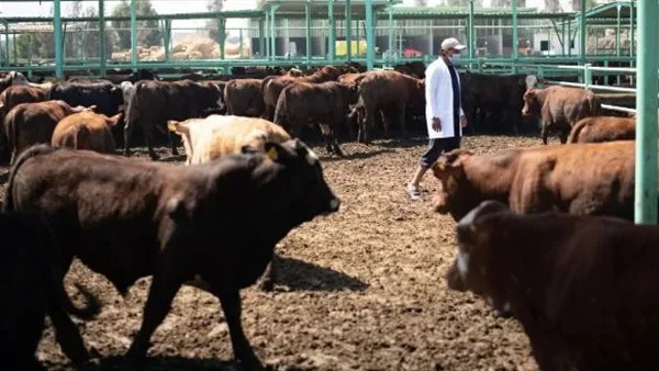 شروط المشاركة في الأضاحي: متى تكون الأضحية صحيحة؟ شروط المشاركة في الأضاحي: متى تكون الأضحية صحيحة؟