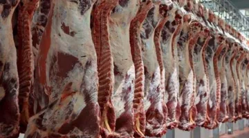 شعبة القصابين توضح أسباب زيادة أسعار اللحوم قبل عيد الأضحى