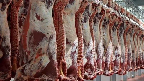شعبة القصابين توضح أسباب زيادة أسعار اللحوم قبل عيد الأضحى