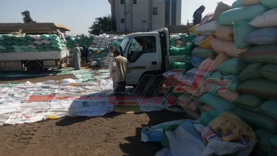 شون كفر الشيخ تستقبل 157,583 طنًا و153 كيلوغرامًا من القمح المحلي شون كفر الشيخ تستقبل 157,583 طنًا و153 كيلوغرامًا من القمح المحلي