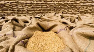 شون وصوامع الغربية تستقبل 133 ألف طن من القمح منذ بداية الموسم