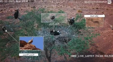 صور مميزة توثق تفاعلات الحياة البرية في محمية الملك سلمان بن عبدالعزيز الملكية