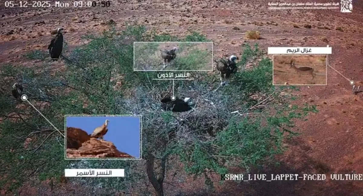 صور مميزة توثق تفاعلات الحياة البرية في محمية الملك سلمان بن عبدالعزيز الملكية صور مميزة توثق تفاعلات الحياة البرية في محمية الملك سلمان بن عبدالعزيز الملكية