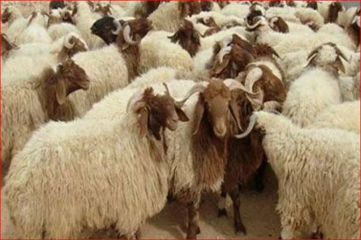 صوف الخروف ناعم ونظيف.. كيف تختار أضحية العيد؟