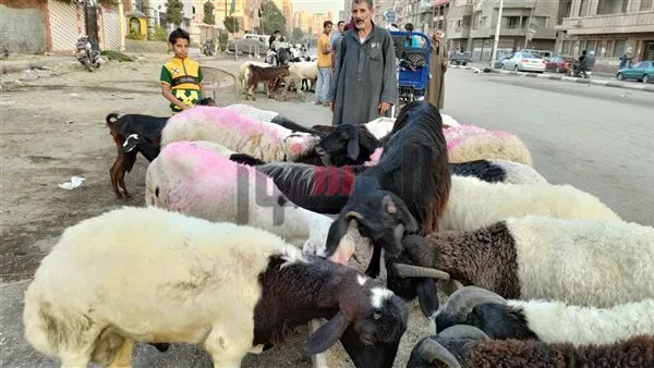 ضخ كميات كبيرة من الأضاحي واستقرار الأسعار.. استعدادات الغرف التجارية لعيد الأضحى