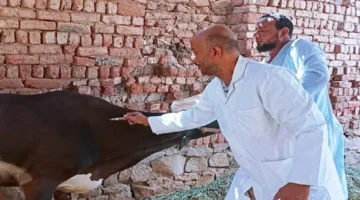 طبيب بيطري في أسوان: تطعيم 40 ألف رأس من الماشية خلال الشهرين الماضيين