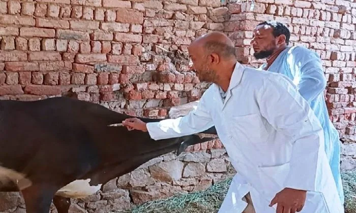 طبيب بيطري في أسوان: تطعيم 40 ألف رأس من الماشية خلال الشهرين الماضيين طبيب بيطري في أسوان: تطعيم 40 ألف رأس من الماشية خلال الشهرين الماضيين