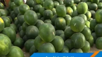 طرق اختيار بطيخة ناضجة: تجار الفاكهة يكشفون الأسرار (فيديو)