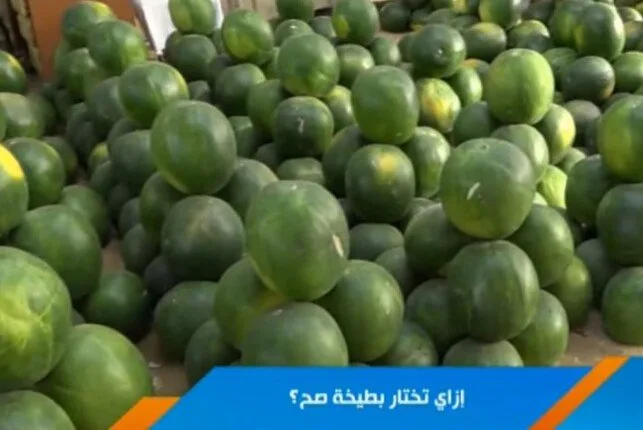 طرق اختيار بطيخة ناضجة: تجار الفاكهة يكشفون الأسرار (فيديو) طرق اختيار بطيخة ناضجة: تجار الفاكهة يكشفون الأسرار (فيديو)
