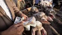 عاجل | ارتفاع أسعار اللحوم قبل عيد الأضحى: سعر الخروف يبدأ من 12 ألف جنيه