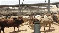 عاجل| تحديات تواجه تربية الحيوانات المستوردة.. خبراء يوضحون التفاصيل