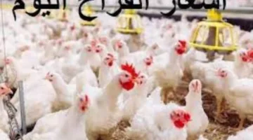عاجل | تحديث أسعار الدجاج الأبيض اليوم الجمعة في الأسواق