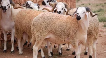 علاء فاروق: جهود كبيرة لتأمين اللحوم بأسعار معقولة قبل عيد الأضحى