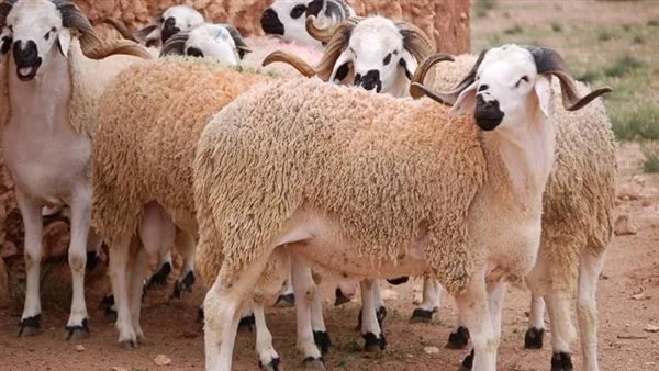 علاء فاروق: جهود كبيرة لتأمين اللحوم بأسعار معقولة قبل عيد الأضحى علاء فاروق: جهود كبيرة لتأمين اللحوم بأسعار معقولة قبل عيد الأضحى