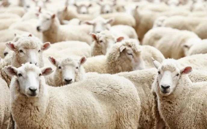 عيد الأضحى 2025: ما هي السنة والأحكام المتعلقة بتوزيع لحوم الأضاحي؟ عيد الأضحى 2025: ما هي السنة والأحكام المتعلقة بتوزيع لحوم الأضاحي؟