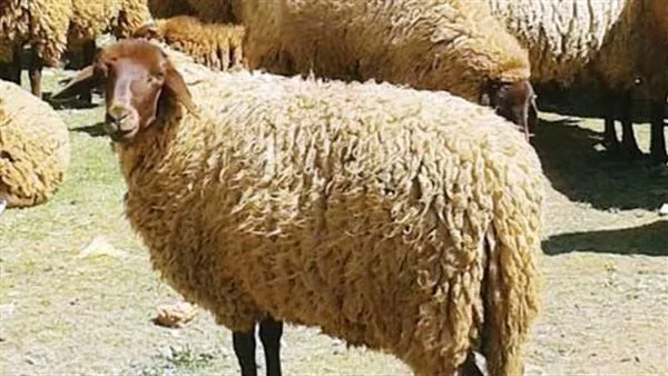 عيد الأضحى 2025: وزارة التموين تكشف عن موعد بدء طرح شوادر الأضاحي