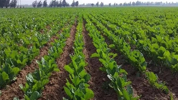 فائض في الإنتاج المحلي وصادرات غير مسبوقة.. ما هي استراتيجيات الحكومة لدعم القطاع الزراعي؟ فائض في الإنتاج المحلي وصادرات غير مسبوقة.. ما هي استراتيجيات الحكومة لدعم القطاع الزراعي؟