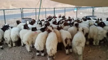 فتح باب التسجيل لحجز المواقع الموسمية لبيع الأضاحي في الرياض