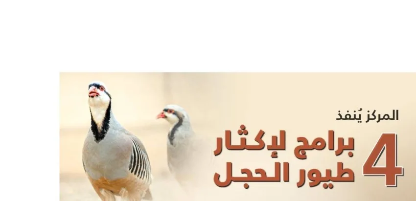 في مركز سعود الفيصل.. تكاثر أربع فئات من طيور الحجل في مواطنها الطبيعية في مركز سعود الفيصل.. تكاثر أربع فئات من طيور الحجل في مواطنها الطبيعية