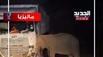 فيلة تهاجم شاحنة! (فيديو)