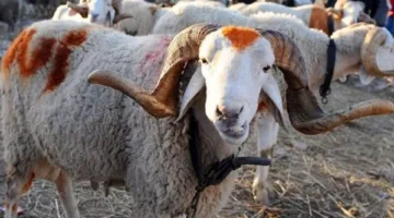 قبل شراء خروف العيد: تعرف على أنواع الأضاحي غير المسموح بها شرعًا واحرص على تجنبها.