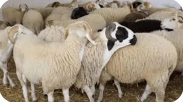 قبل عيد الأضحى: اكتشف أسعار الأضاحي في مزارع وأسواق الوادي الجديد