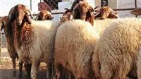 قبل عيد الأضحى.. سعر كيلو لحم الضأن ينخفض إلى 400 جنيه في المجمعات الاستهلاكية