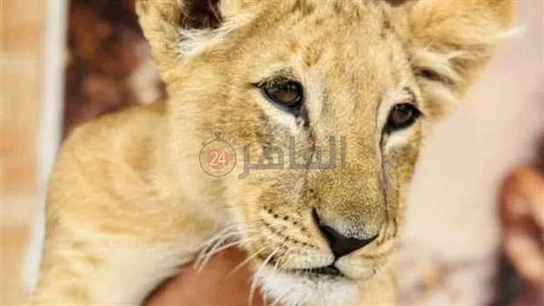قرار جديد من جهات التحقيق بعد ضبط شبل أسد داخل مخيم سفاري بالغردقة