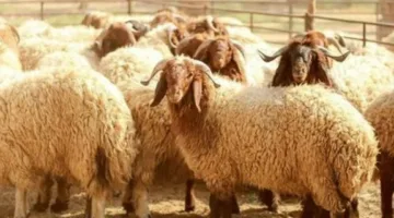 وزارة التموين: بدء بيع الخراف الحية في المجمعات الاستهلاكية اعتباراً من 20 مايو تحضيراً لعيد الأضحى.