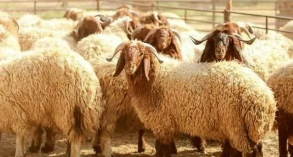 وزارة التموين: بدء بيع الخراف الحية في المجمعات الاستهلاكية اعتباراً من 20 مايو تحضيراً لعيد الأضحى. وزارة التموين: بدء بيع الخراف الحية في المجمعات الاستهلاكية اعتباراً من 20 مايو تحضيراً لعيد الأضحى.