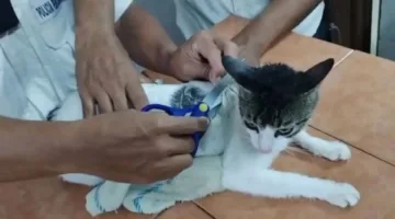 قطة تُهرّب مخدرات إلى سجن في كوستاريكا.. (صور)