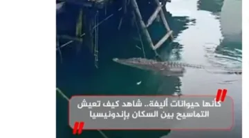 كأنها حيوانات منزلية… اكتشف كيف تتواجد التماسيح بين السكان في إندونيسيا (فيديو)
