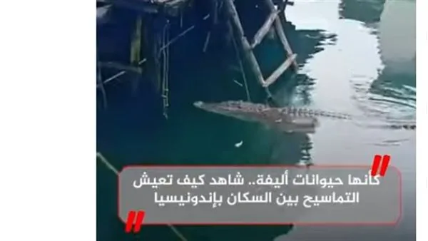 كأنها حيوانات منزلية… اكتشف كيف تتواجد التماسيح بين السكان في إندونيسيا (فيديو) كأنها حيوانات منزلية… اكتشف كيف تتواجد التماسيح بين السكان في إندونيسيا (فيديو)