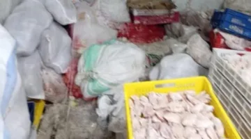 كارثة غذائية بالقليوبية.. ضبط 12 طن دواجن فاسدة تُعاد تدويرها وبيعها للمواطنين