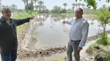كشف زراعة غير قانونية للأرز في قرية قصر بياض بالفيوم
