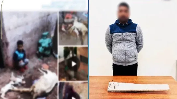 كشف ملابسات تعدي شخص على الكلاب الضالة بالبحيرة «فيديو»
