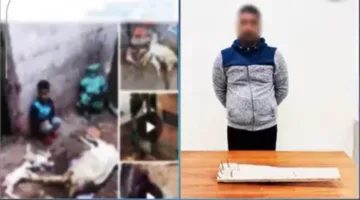 كشف ملابسات فيديو تعدي شخص على الكلاب الضالة بإستخدام أداه صلبة