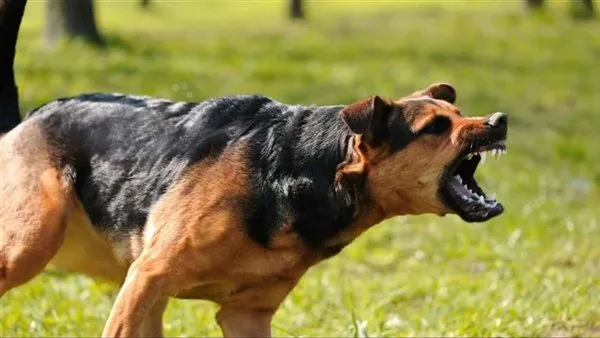 كلب يهاجم 7 أطفال في حي الصوفى بالفيوم كلب يهاجم 7 أطفال في حي الصوفى بالفيوم