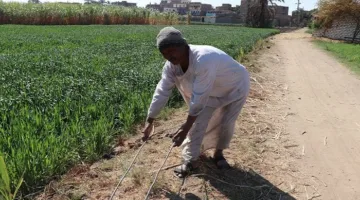 كهرباء بدون أعمدة: مخاطر تهدد حياة سكان عزبة الخليلي في أرمنت