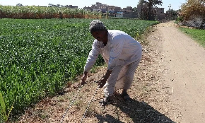 كهرباء بدون أعمدة: مخاطر تهدد حياة سكان عزبة الخليلي في أرمنت كهرباء بدون أعمدة: مخاطر تهدد حياة سكان عزبة الخليلي في أرمنت